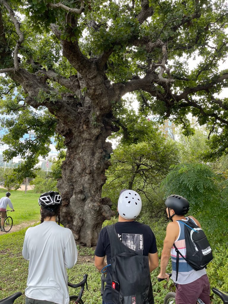 Three men wearing bicycle helmets looking at an odd-looking tree in front of them.